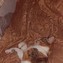 ���� ����, ����, 65 ��� - ��������� 7 ������� 2022