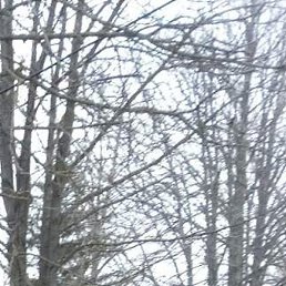 ���������, ������-��-����, 61 ���