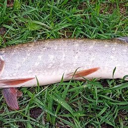 ������, �������, 46 ���