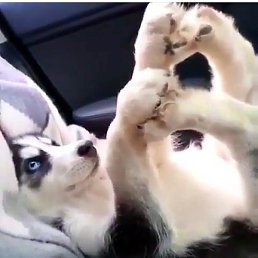 ������, ���������, 29 ���