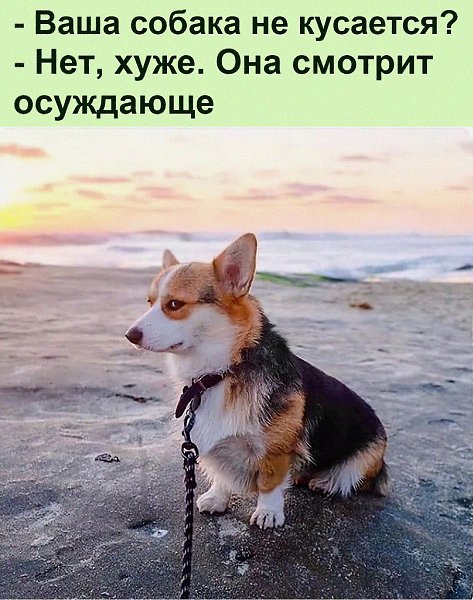 ���� ������ �������� �������