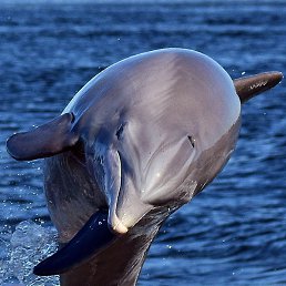 ������, ����� �������, 42 ����