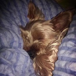 �����, ������, 41 ���