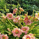 ���� �������, ������ ��������, 62 ���� - ��������� 12 ������� 2022