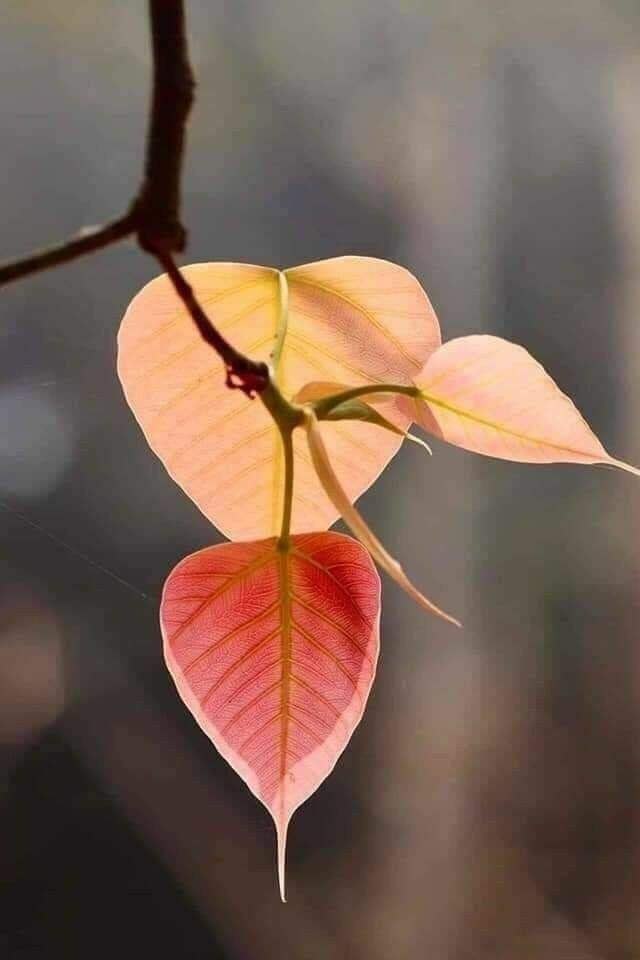  ,  -     . ,   .  ...
