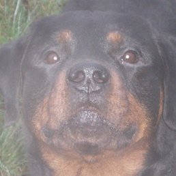 ����������, ������, 45 ���