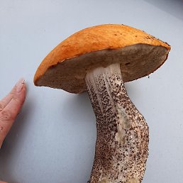 ���� ����, ��������, 48 ��� - ��������� 21 ���� 2022