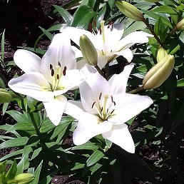 ��������, �����������