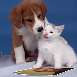 �����, ��������, 42 ����