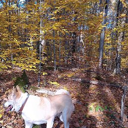 ���������, ����, 65 ���