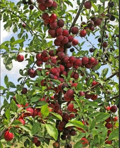 :   ,   .     30,  , ...