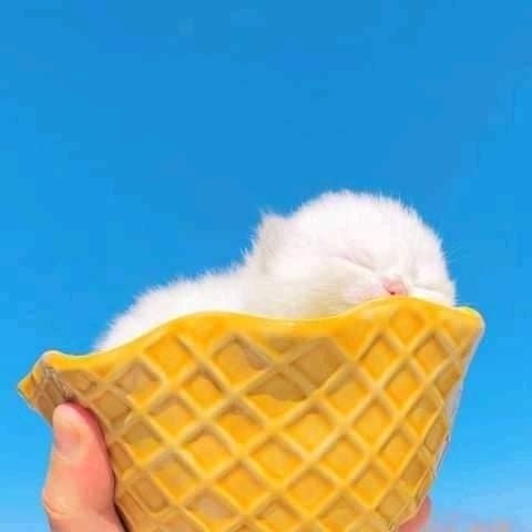 ���� ����� ��������, ������ ����� - 6