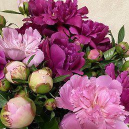 �����, ������, 42 ����