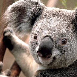 ��������, ������, 55 ���