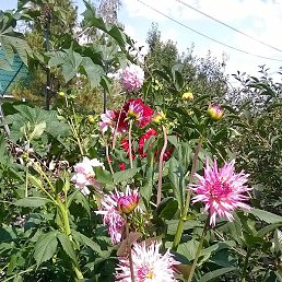 ������, ����, 43 ����