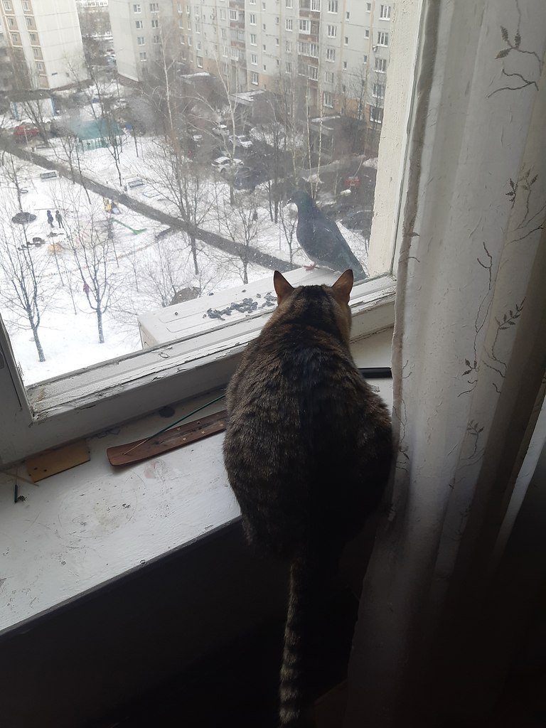  ))