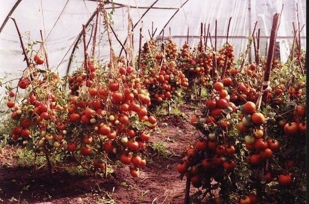 СОВЕТЫ ПО ВЫРАЩИВАНИЮ ПОМИДОРОВ.Как получить урожай, которым можно удивить всех?Запомните одно - без ...