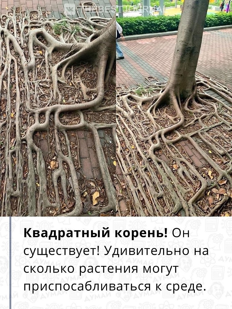 Здесь деревья не растут