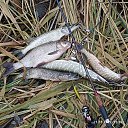 ���� ������, ���������, 61 ��� - ��������� 18 ������� 2022 � ������ ���� ����������