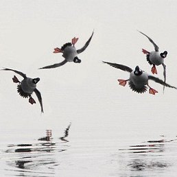 ���� Lion, ������, 49 ��� - ��������� 26 ���� 2022