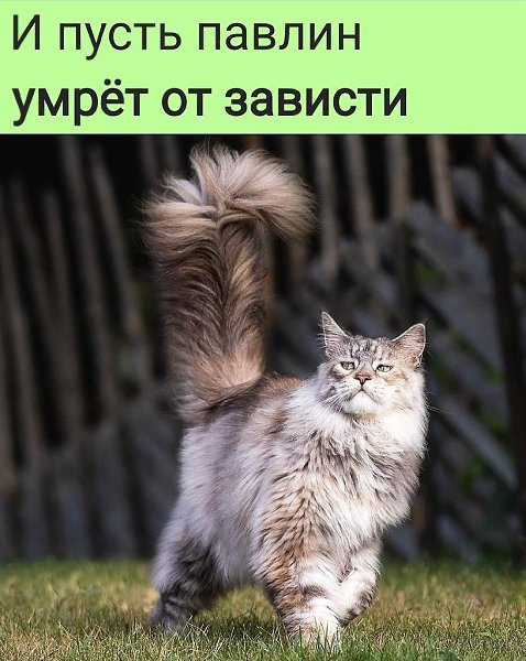 � ����� ����