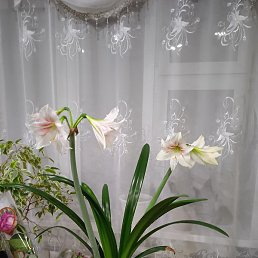 �������, ������, 43 ����