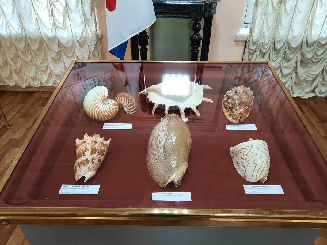 Выставка «Раковины — прекрасные создания морей и океанов». Выставка подготовлена клубом ...