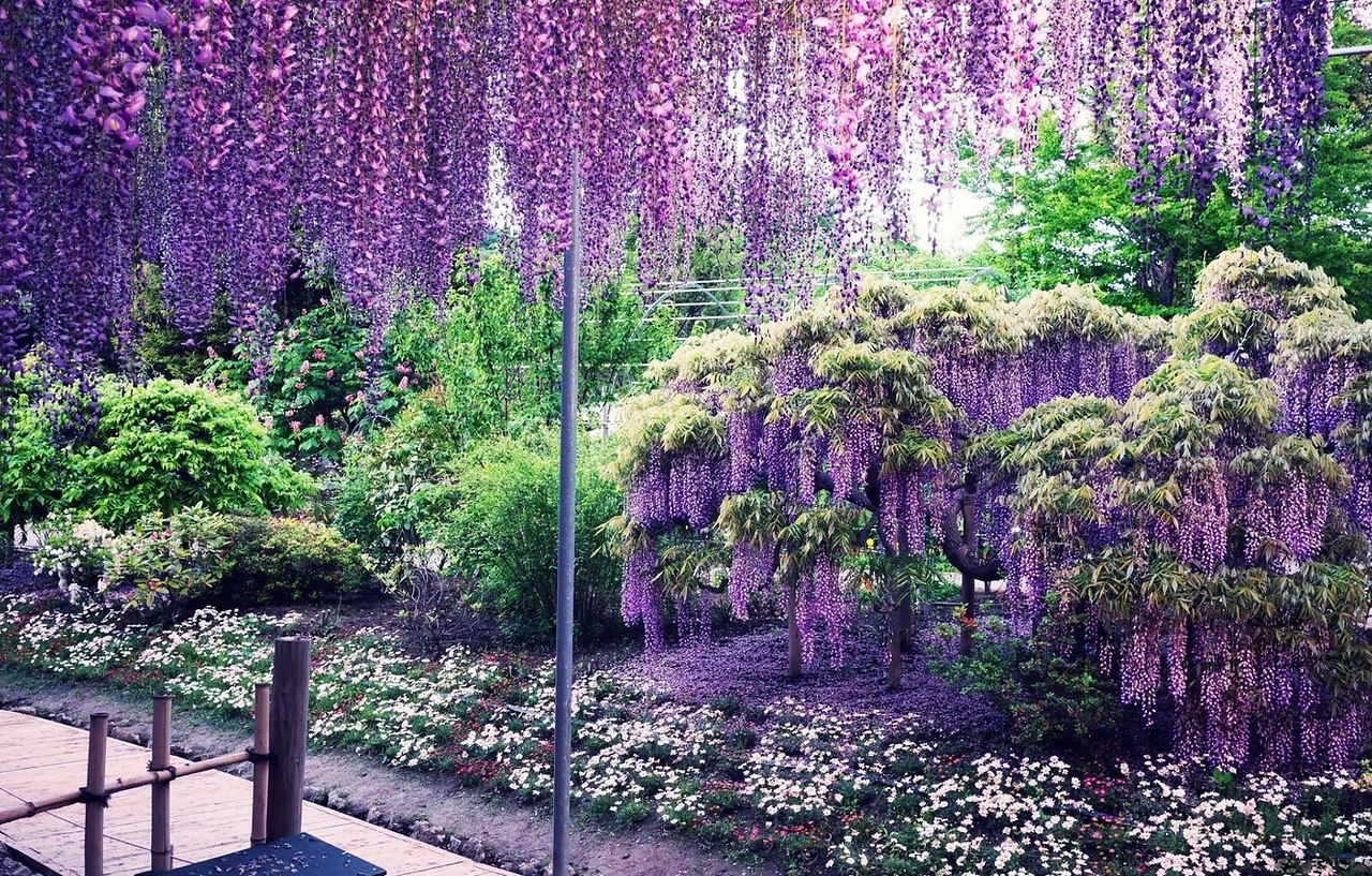  ,  Kawachi Fuji.  Kawachi Fuji       ... - 2