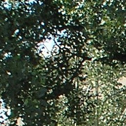 ������, �����