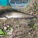  Rashit, , 65  -  24  2022    