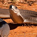 :   (Dendroaspis polylepis) :  (Dendroaspis) :  :  :  :  :  :   &ndash; 2,5 &ndash; 3   :  12     