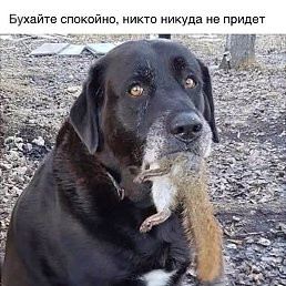 �����, ������������, 40 ���