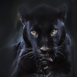 Ket, ������