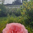 ���� ��������, �����, 62 ���� - ��������� 21 �������� 2022 � ������ �Avataria�