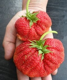 Подкормка клубники.Клубника - культура очень отзывчивая на подкормки. Поэтому, чтобы она росла ...