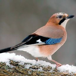 �����, �������, 61 ���