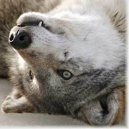 �������, �����-���������, 29 ���