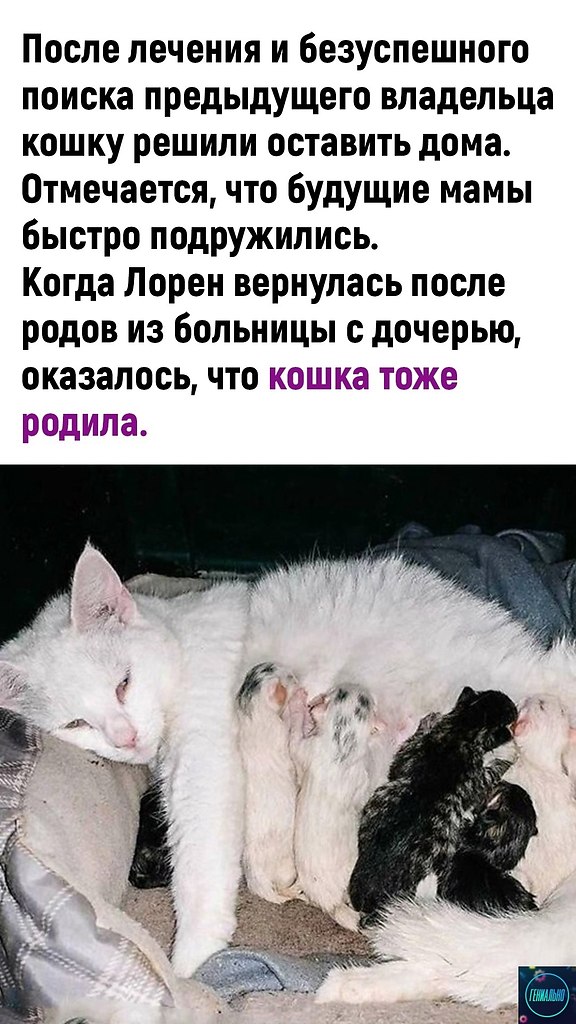 Рожать во сне котенка к чему. К чему снится кошка рожает котят. Рожать во сне котят спмоц.