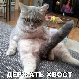 ����, �������, 90 ���