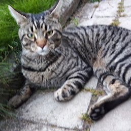 Sidor, �����-���������, 55 ���