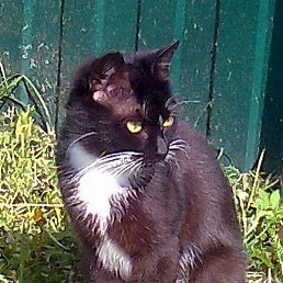 ���������, ���������, 68 ���