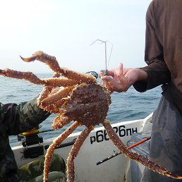 ������, ��������, 46 ���