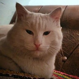 �������, ���������, 39 ���