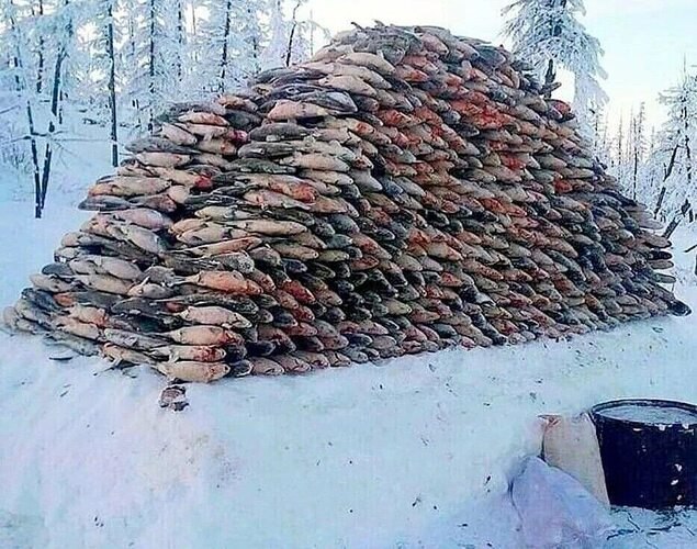 РАНЬШЕ ПЕЧЬ ТОПИЛИ РЫБОЙ. ПРАВДА ИЛИ МИФ? На северах столько рыбы, что ими печь топили, такую фразу, ...