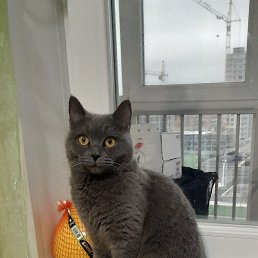 �������, ������, 58 ���