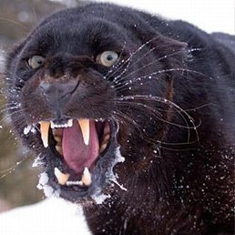 ����, �����-���������, 34 ����