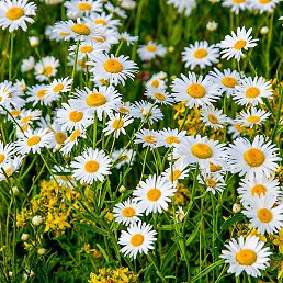 �������, �����������, 56 ���