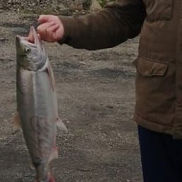 �������, �������� ����, 48 ���