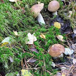 �������, ������, 63 ����