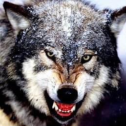 ���� �������, ���������, 42 ���� - ��������� 2 ������ 2022